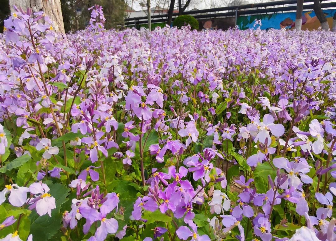 北京世界花卉大觀園票務政策.jpg