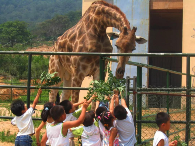 6、青島森林野生動物世界.png