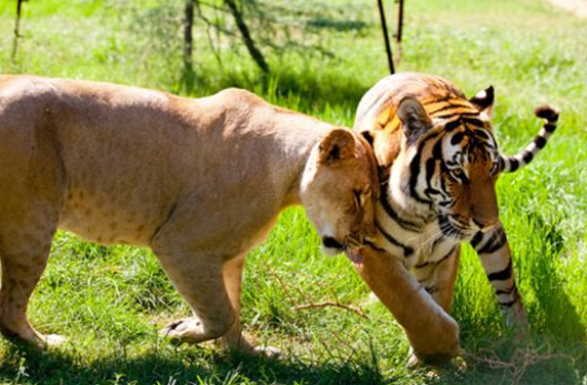 河南鄭州動物園上線了電子導(dǎo)覽、語音講解、手繪地圖.png