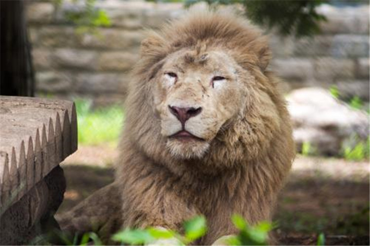 2020年北京野生動物園智能電子導覽、語音講解、手繪地圖上線了3.jpg