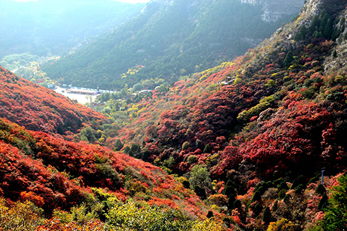 山東濟(jì)南紅葉谷景區(qū)語(yǔ)音講解、手繪地圖、電子導(dǎo)覽等功能上線啦.JPG