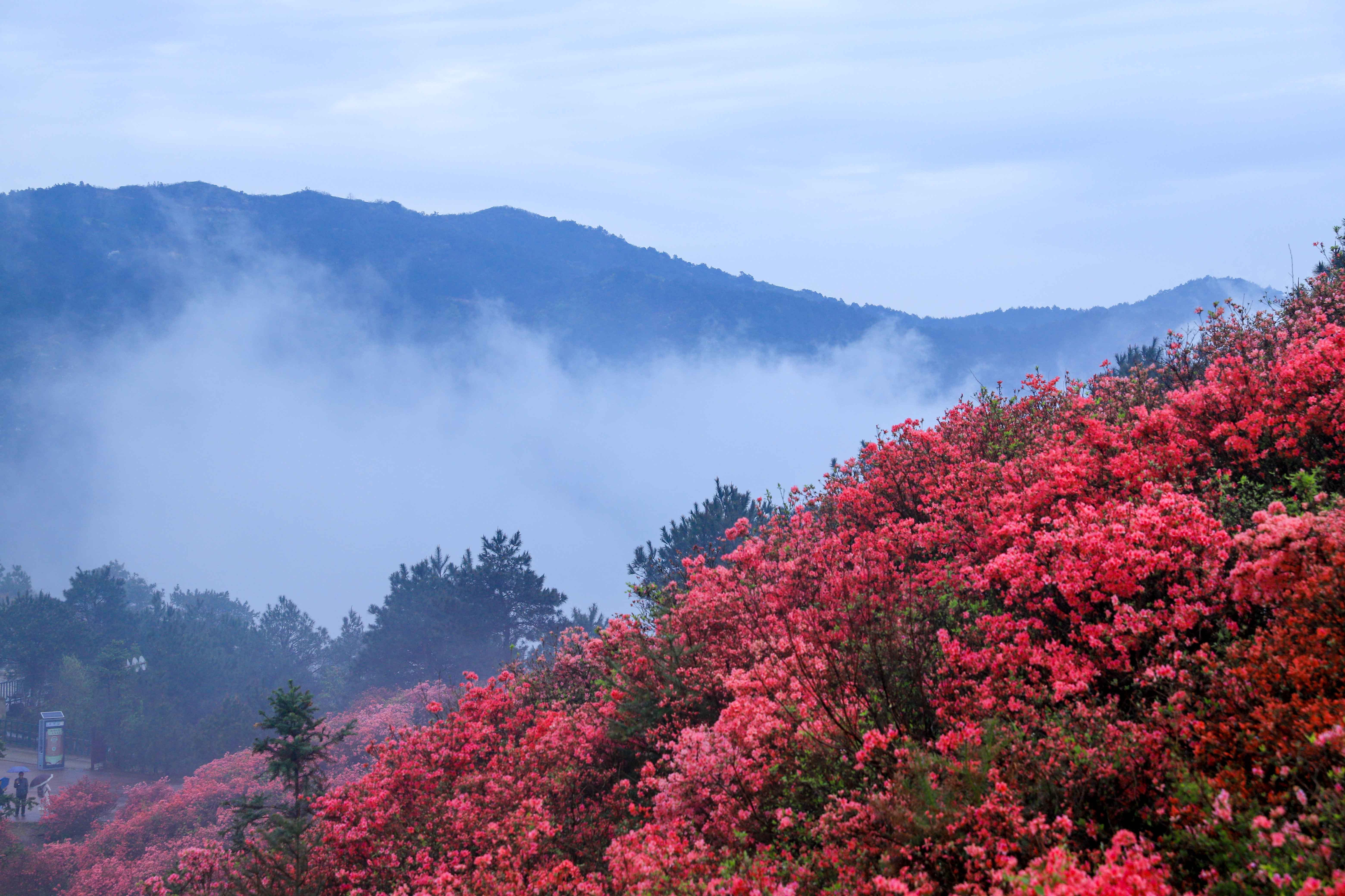 武漢云霧山景區.jpeg