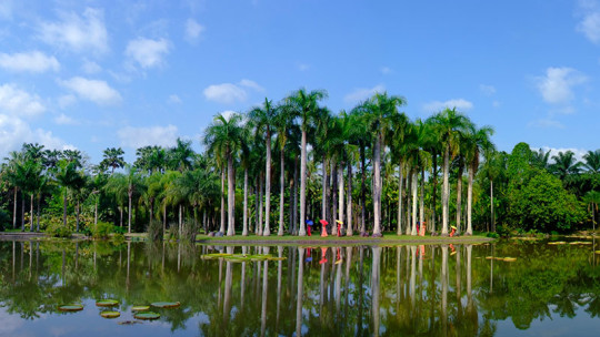 云南中國(guó)科學(xué)院西雙版納熱帶植物園手繪地圖、語(yǔ)音講解、電子導(dǎo)覽等系統(tǒng)上線.jpg