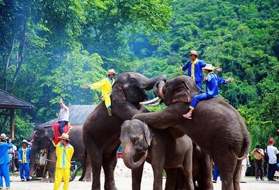 云南西雙版納野象谷手繪地圖、語音講解、電子導覽等智能導覽系統上線啦.jpg