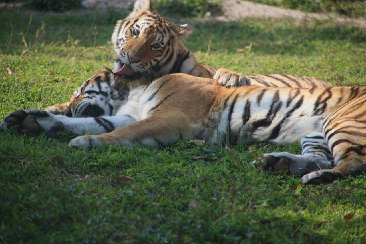 2021年廣東東莞香市動物園電子導覽、語音講解、手繪地圖等智能導覽系統功能上線了.jpg