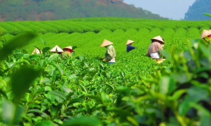 青山秀水育佳茗，四川南江云頂茶鄉手繪地圖、語音講解、電子導覽等智能導覽系統上線.jpg