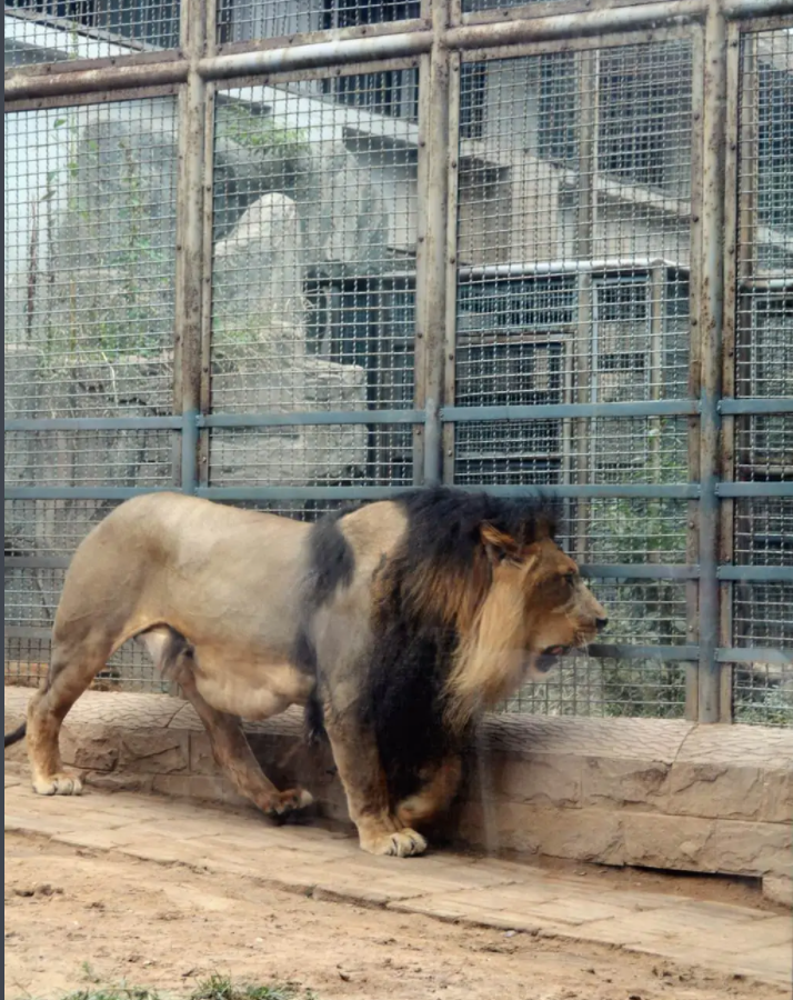 濟南動物園電子導覽系統，電子語音講解系統上線.png