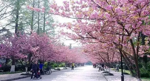 石家莊櫻花公園你知道嗎？跟著智能導(dǎo)覽的講解一起來了解一下吧.jpg