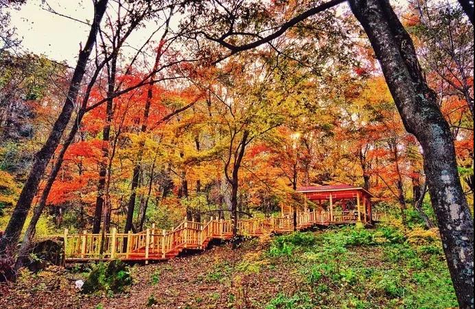 黑龍江金龍山國家森林公園選用渠道分銷+微商城一體化智慧景區票務管理saas系統簡介.jpg