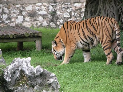 哈尼動物園智慧導(dǎo)覽系統(tǒng)升級，助力景區(qū)加分評A1.jpg