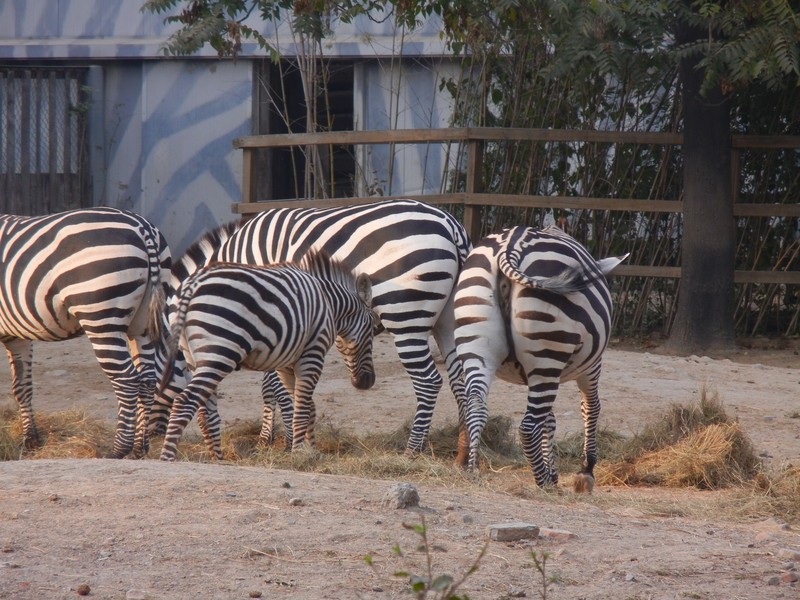 哈尼動物園智慧導(dǎo)覽系統(tǒng)升級，助力景區(qū)加分評A5.jpg