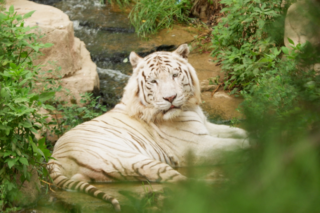 大連森林動物園的手繪地圖帶你游覽野生動物園.jpg