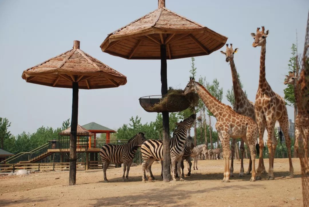 大連森林動物園的手繪地圖帶你游覽野生動物園2.jpeg