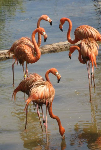 北方森林動物園智慧導覽系統升級，開啟電子導覽功能新體驗，豐富游玩體驗3.jpg