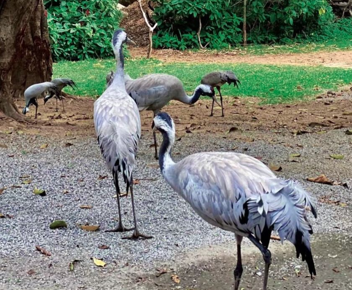 廣州動物園4A景區語音講解.png