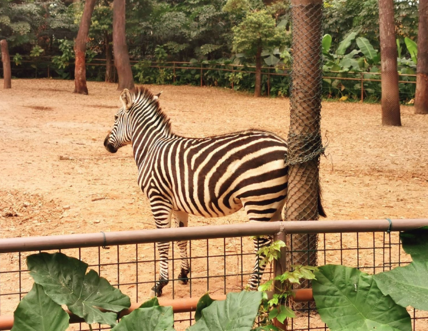 廣州動物園4A景區語音講解功能.png