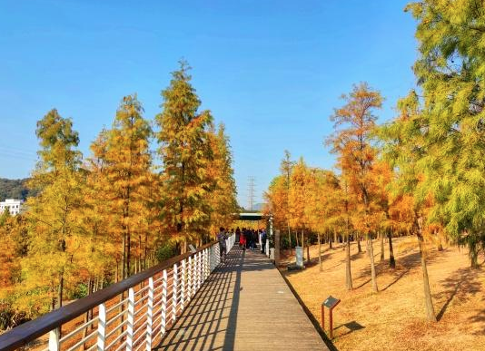 大觀濕地公園景區售檢票系統價格.png