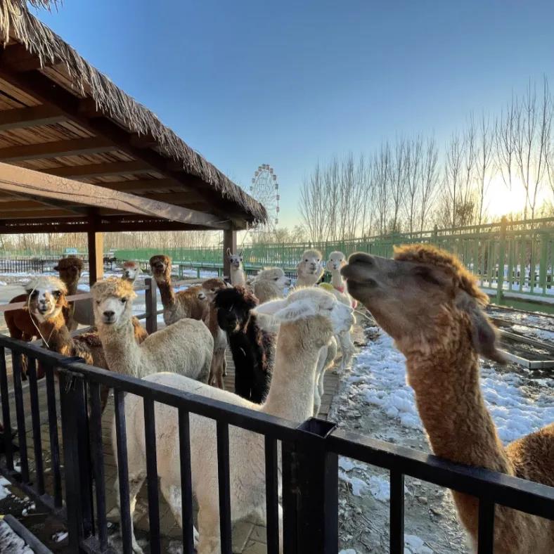 衡水野生動物園智慧電子導覽制作公司.jpg