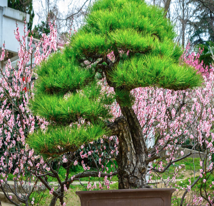 智慧語音講解導覽帶你了解古林公園的梅花盆景展覽.png