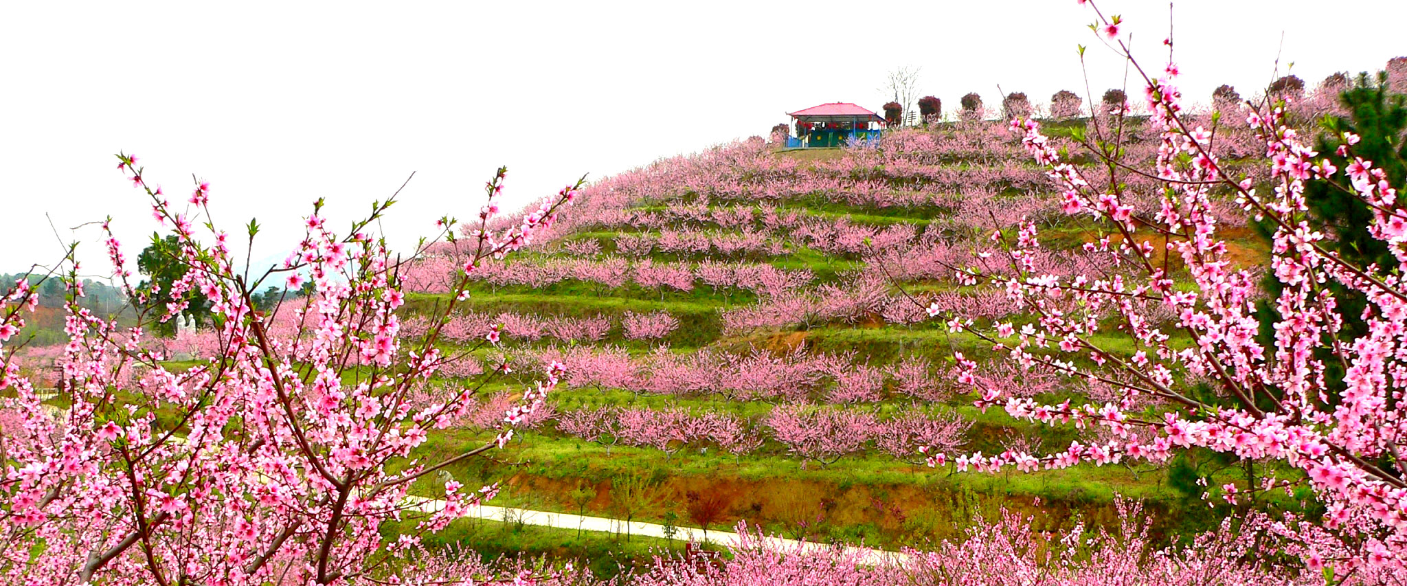 花海知音景區(qū)鴻蒙原子化功能.jpg