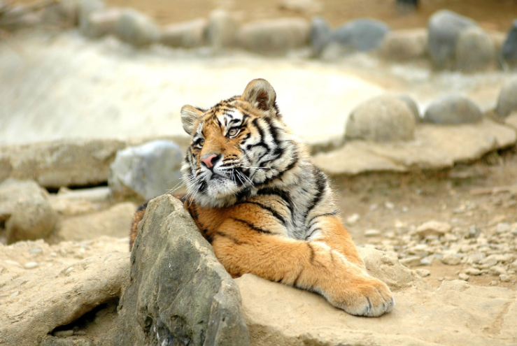 智慧地圖導覽介紹上方山森林動物世界.png