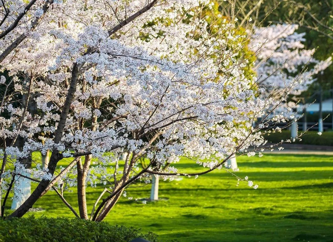 武漢王家墩公園智能導(dǎo)覽功能.jpg