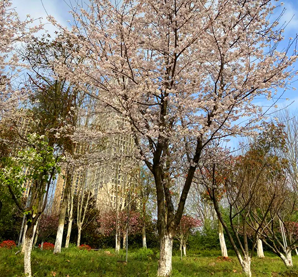 武漢國博中心中央水景公園智慧導覽制作公司.jpg