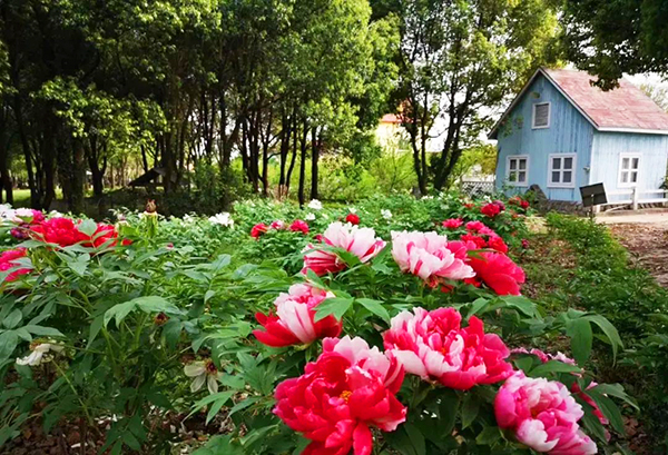 武漢香草花田產業園導覽小程序研發.jpg