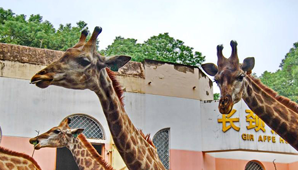 武漢動物園智慧電子導覽.jpeg