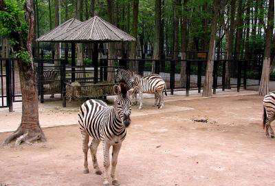 武漢動物園智慧電子導覽服務商.jpeg