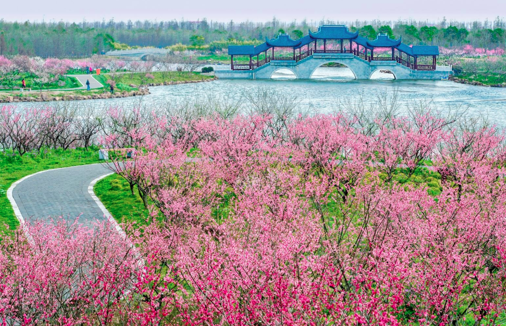 上海海灣國家森林公園智能語音導覽上線，多種音頻解說景區內涵.png