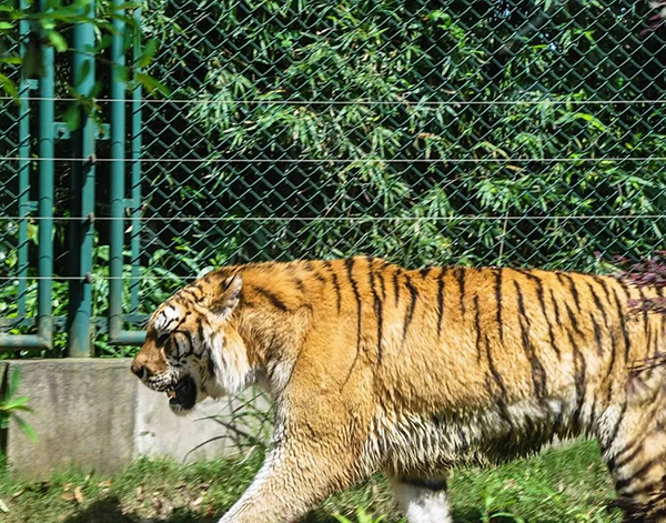 長沙生態動物園智能導覽功能介紹.jpg