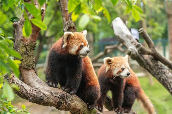 票務系統在主題公園/自然公園/文化旅游景區的應用.jpg