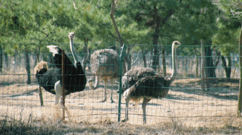 動物園票務系統軟件轉型從現場購票到在線預訂.png