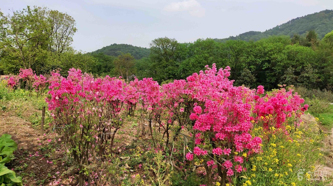 湖南百花寨景區(qū)介紹及需求.jpeg