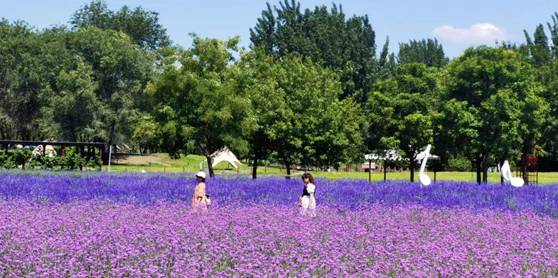 河北永定河紫谷伊甸園薰衣草莊園票務系統功能.png