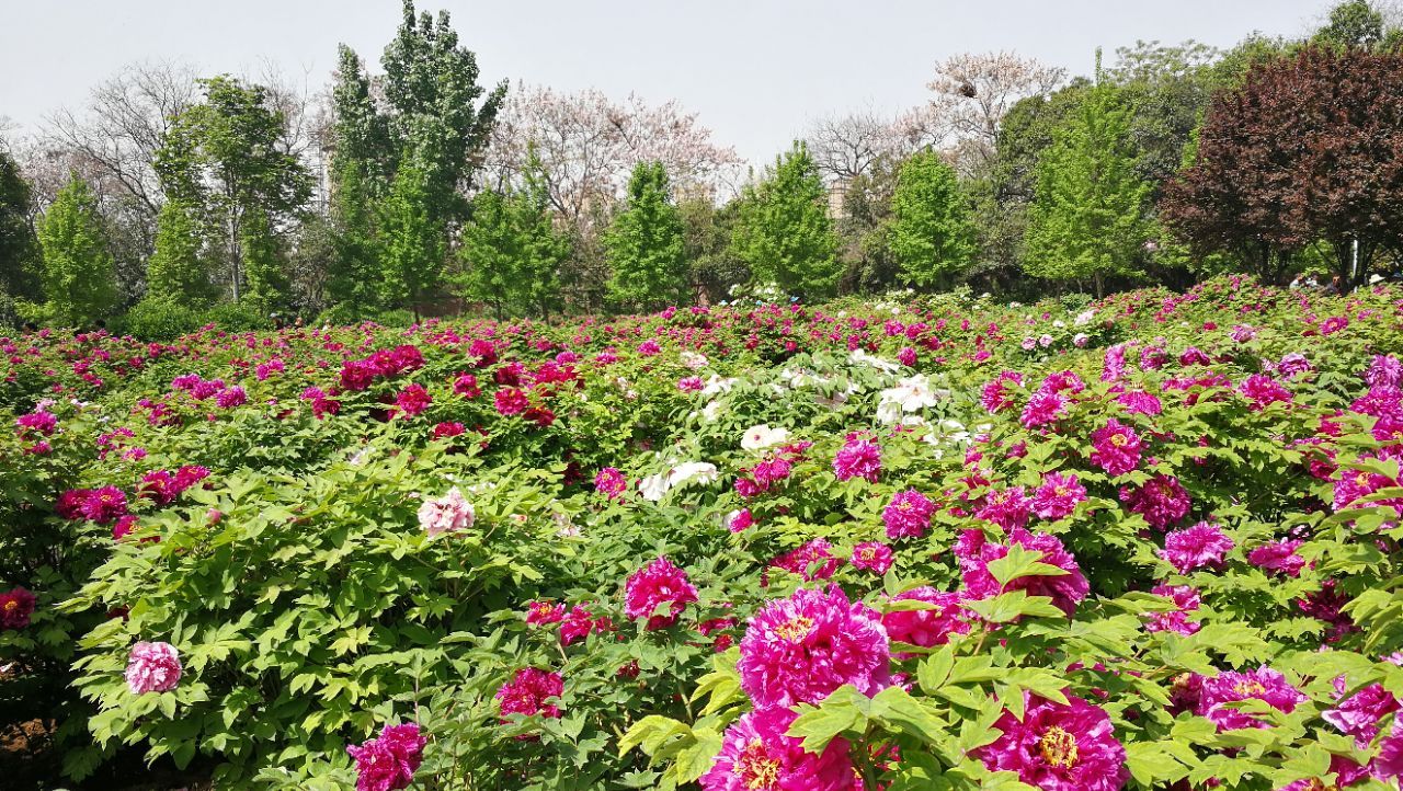 河南洛陽市牡丹公園綜合管理系統(tǒng)開發(fā)公司.jpg