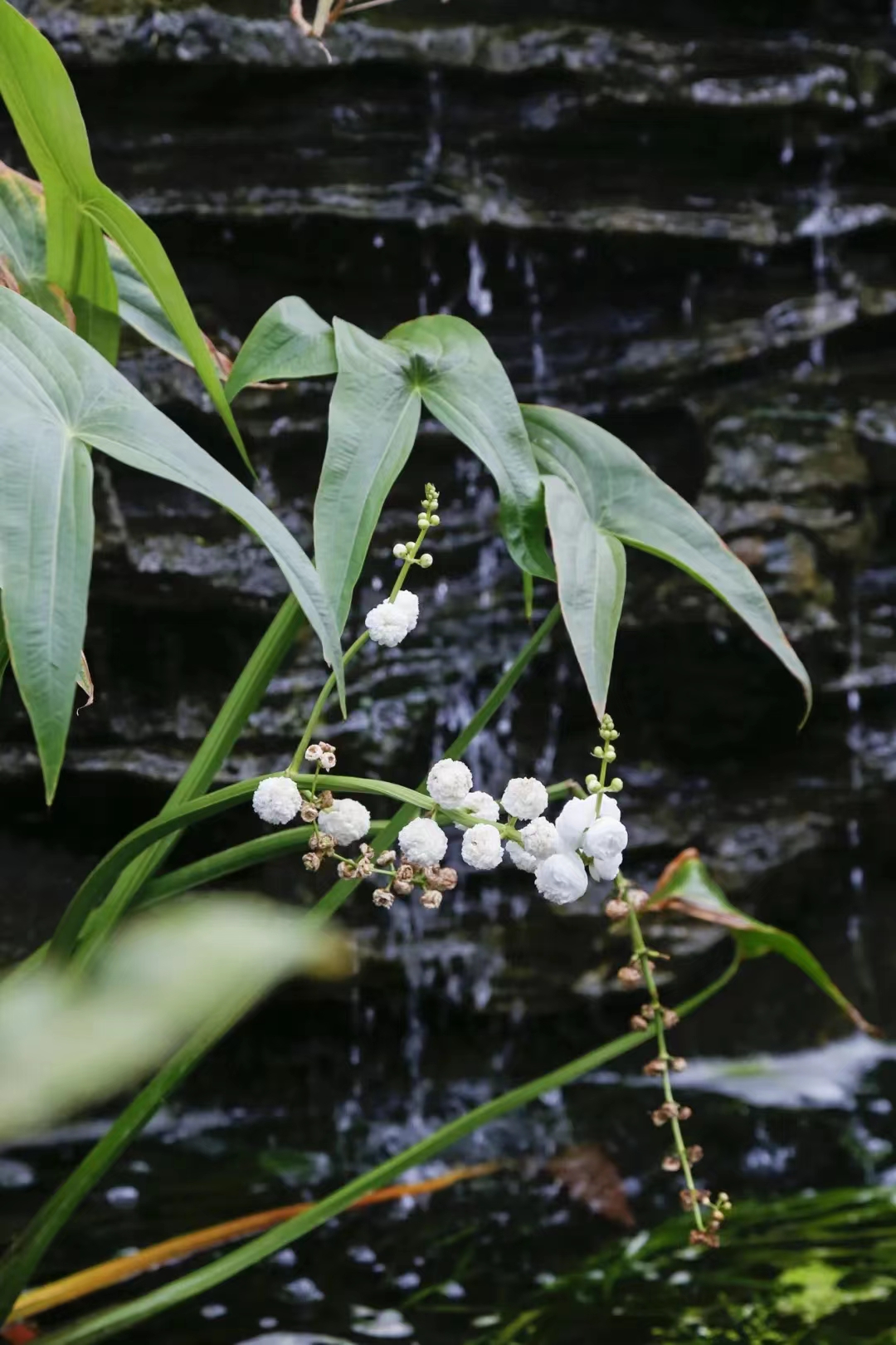 植物園多商戶自動分賬系統優勢.jpg