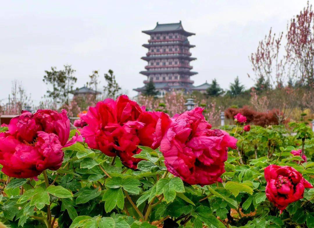 河南洛陽(yáng)牡丹花園票務(wù)管理系統(tǒng)功能.jpeg