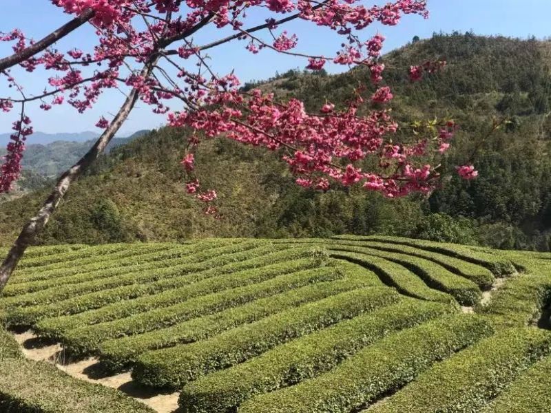 福建龍巖紫云山櫻花園電子票系統方案.jpg