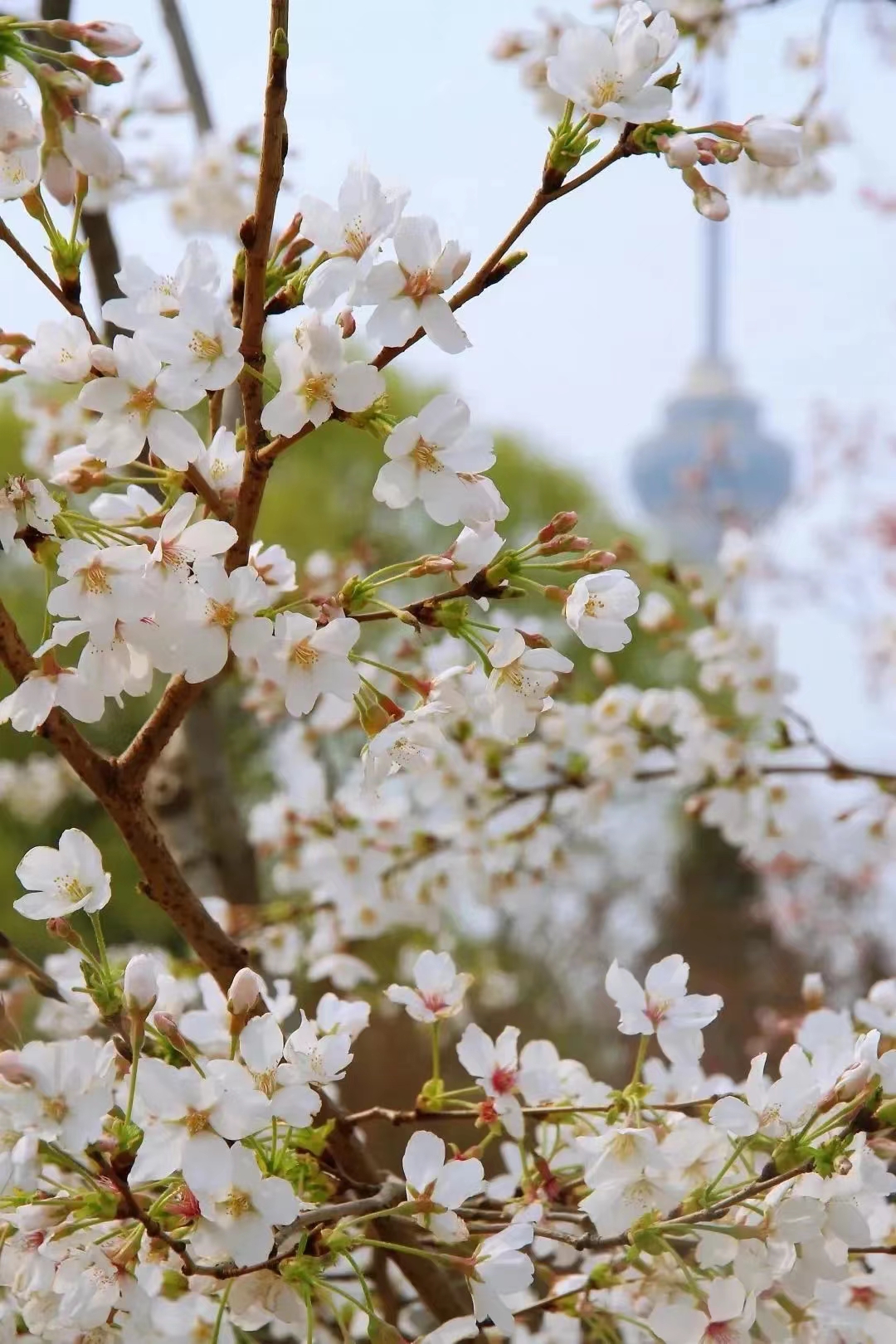 玉淵潭公園櫻花節票務管理系統.jpg