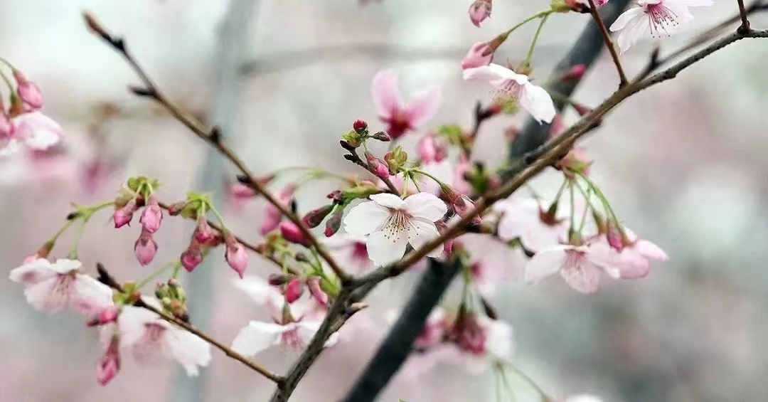 玉淵潭公園櫻花節票務管理系統公司.jpg