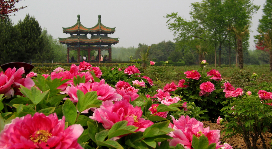 河南洛陽神州牡丹園閘機檢票系統價格.jpg