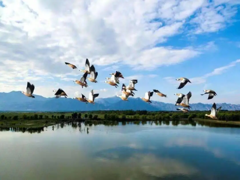 北京延慶野鴨湖濕地公園票務(wù)系統(tǒng)公司.png