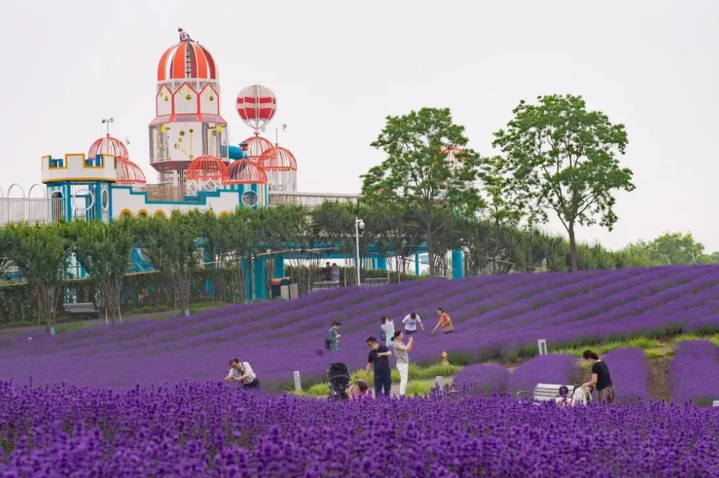 上海薰衣草公園票務管理系統功能.png