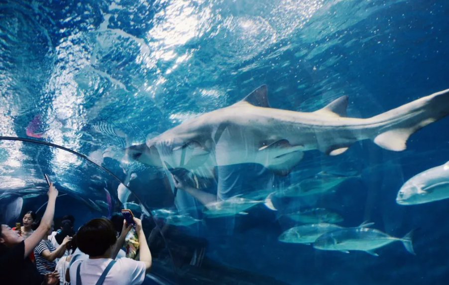 上海海洋水族館搭建小程序的功能.png