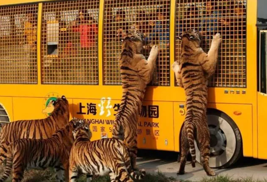 上海野生動物園票務系統多少錢.png