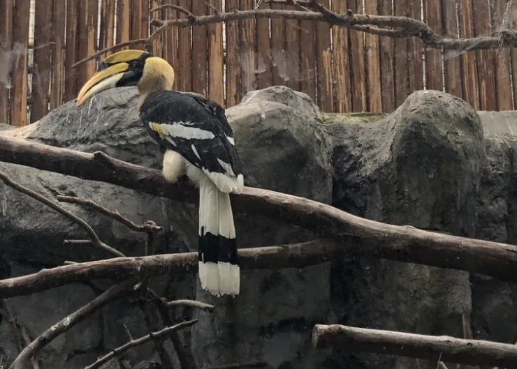 四川成都動(dòng)物園綜合智能票務(wù)管理系統(tǒng)公司.png