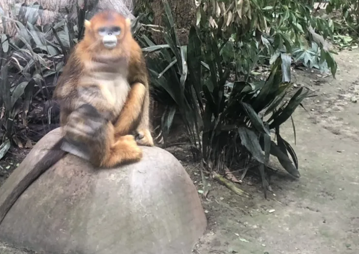 四川成都動物園綜合智能票務管理系統多少錢.png