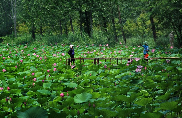 山東棗莊紅荷濕地智能導覽系統服務商.png